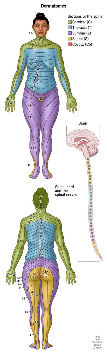 Was googling for a dermatome diagram tonight and came across this one. It was the first one I’ve seen with a female figure. I’d never noticed that they’re all male before seeing this one. It caught my attention! #representationinmedicine