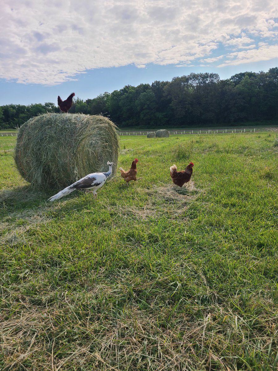 Amy 🌱✨🌸 tweet media