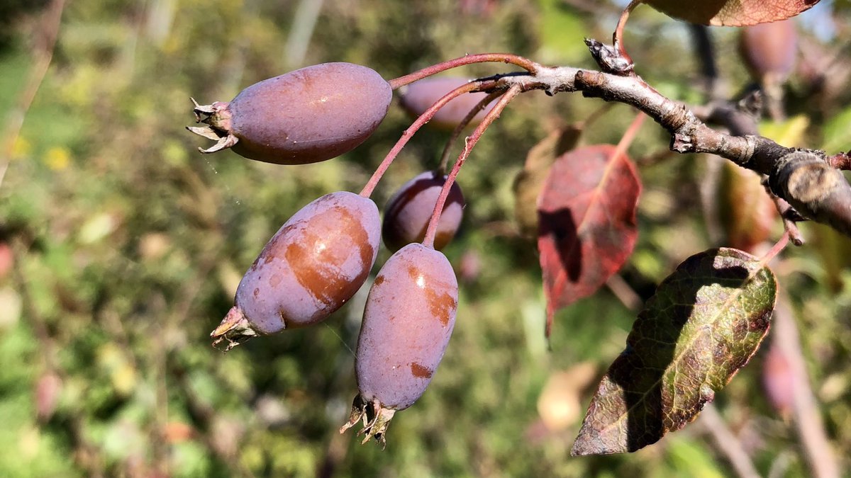 Four Malus species (#CrabApples) were growing in North America before domesticated #Apples were brought from Europe approximately 400 years ago. 

Fruit of North American Native Malus species (Malus coronaria and Malus fusca) #CropWildRelatives