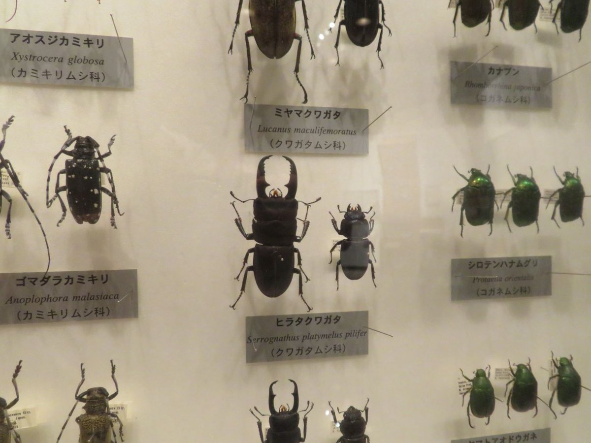 夏の展示に変わりました。今年は、どんな虫たちに会えるかな…。 #夏の昆虫 #夏の植物