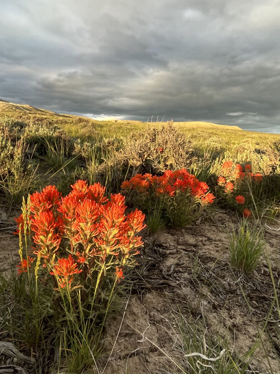 Indian paintbrush on fire