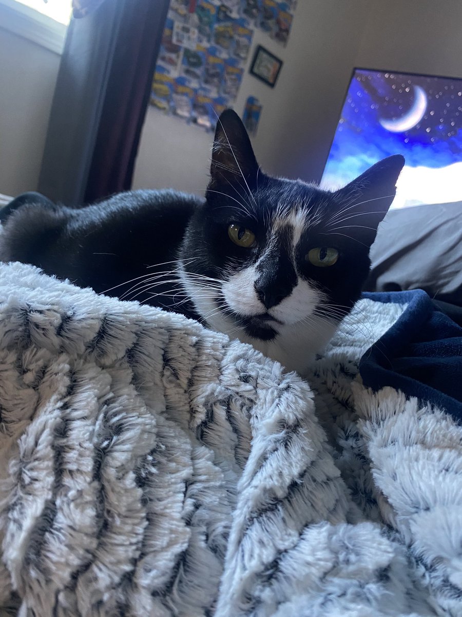 squirrellybish's tweet photo. Kitties for the timeline 🐾 https://t.co/ExPxGguMli