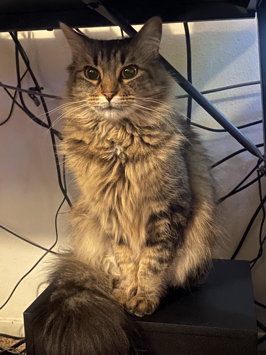 squirrellybish's tweet photo. Kitties for the timeline 🐾 https://t.co/ExPxGguMli