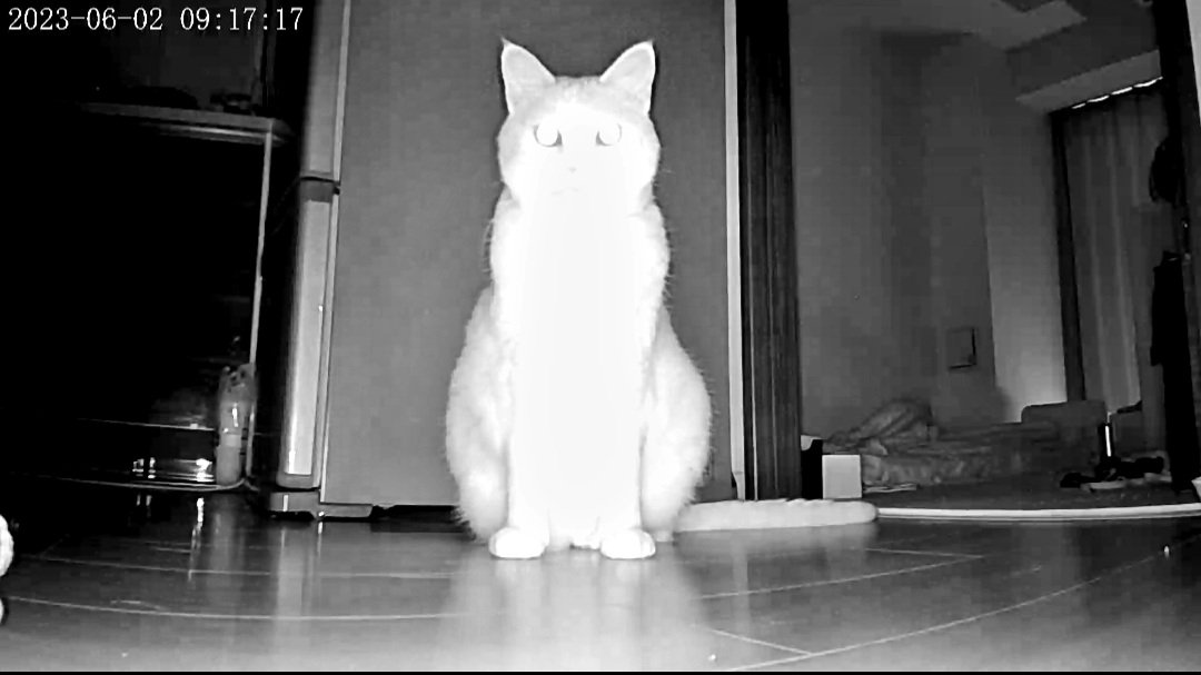ペットカメラに反応があったので白茶ネコの様子を見ようと思ったら、エイリアンみたいなのがいました。