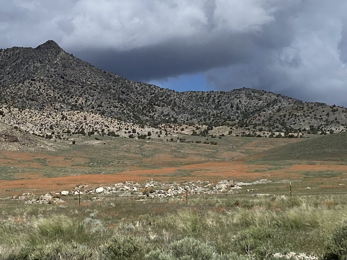 I ❤️#Nevada in the springtime!! #travelnevada #getoutside #explorenevada @TravelNevada #greatbasin #basinandrange #wildnevada @VisitElyNevada