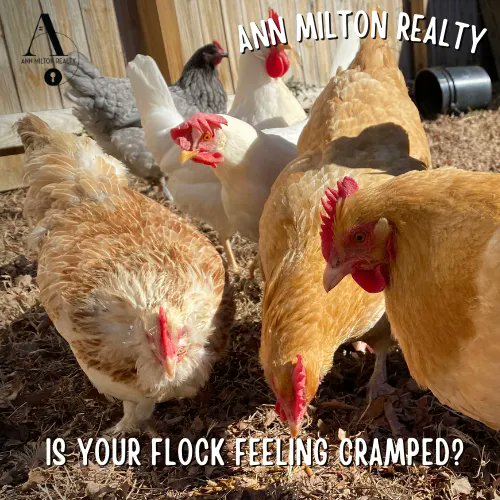 It's time to fly the cramped coop. 🐓 And, we've got the land you need! Now is an eggcellent time to buy. Give us a call 910-814-1012. #annmiltonrealty #eggcellent #timetobuyland #buildyourfuture #coop #flocks #harnettcountyrealtors #buyingandsellingland #lovewhereyoulive