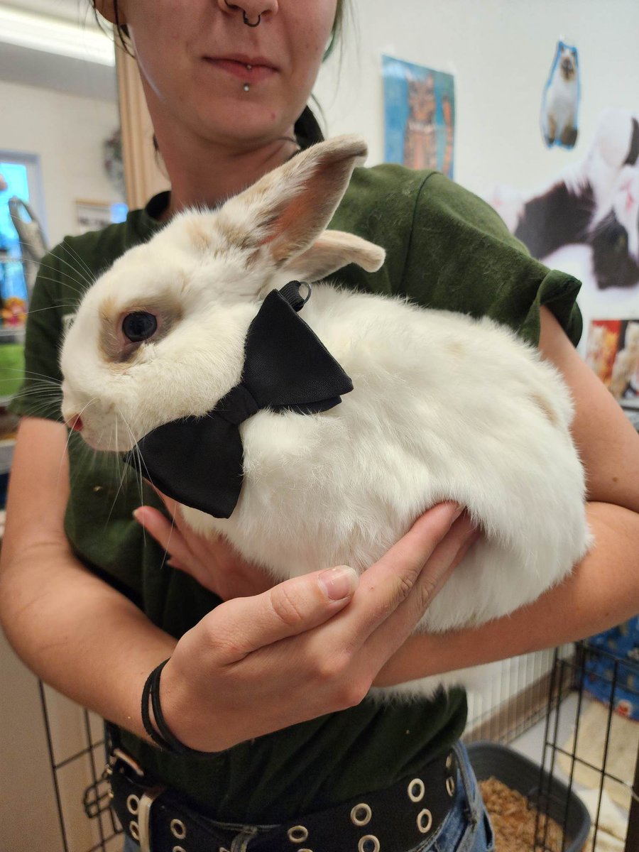 Shawn is a curious, adult bunny rabbit from #GrantsPass, OR. petfinder.com/petdetail/6405…