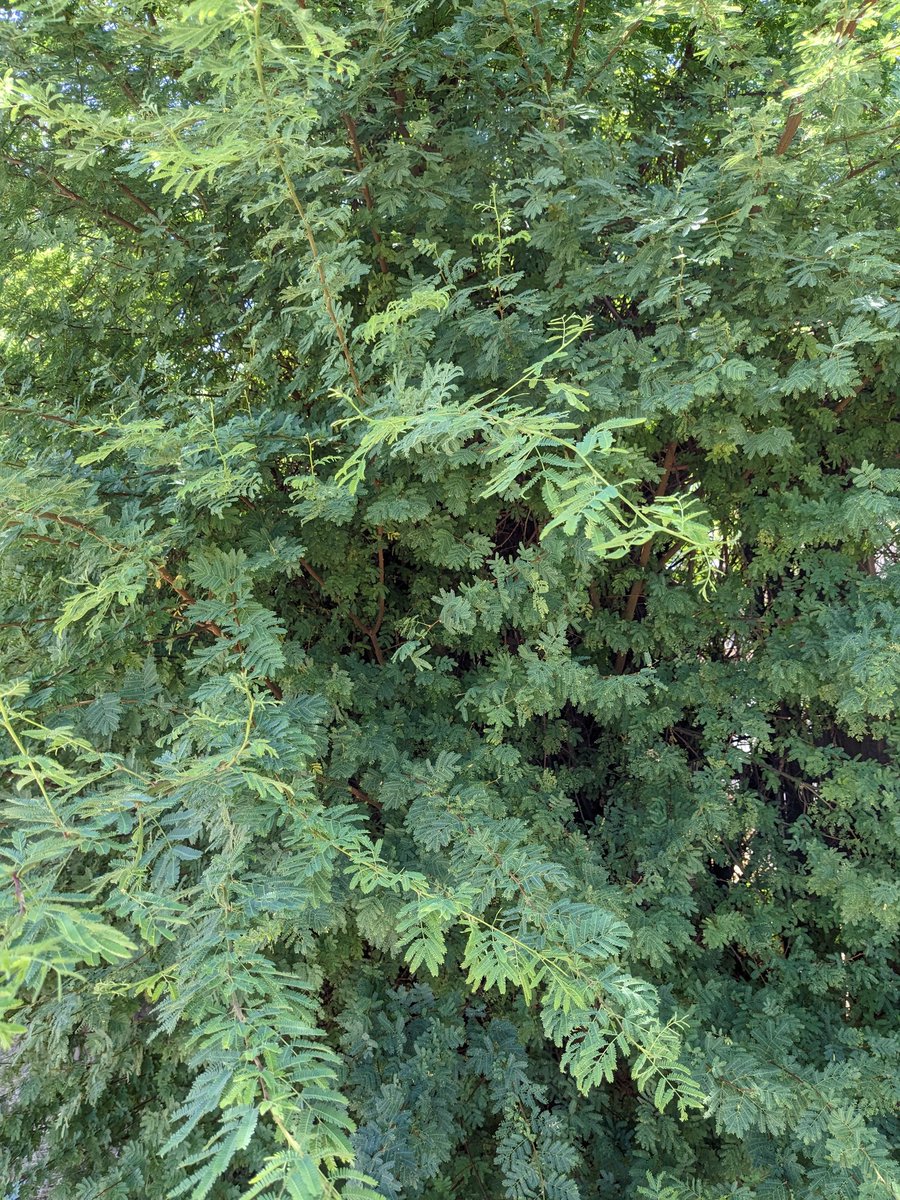 Here's some foliage for you! Green is beautiful too. I hope your night was restful and refreshing, like the color green in nature is soothing to the eyes.