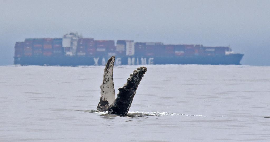 Two more dead humpback whales spotted off coasts of New York, New Jersey trib.al/APUY6Gv