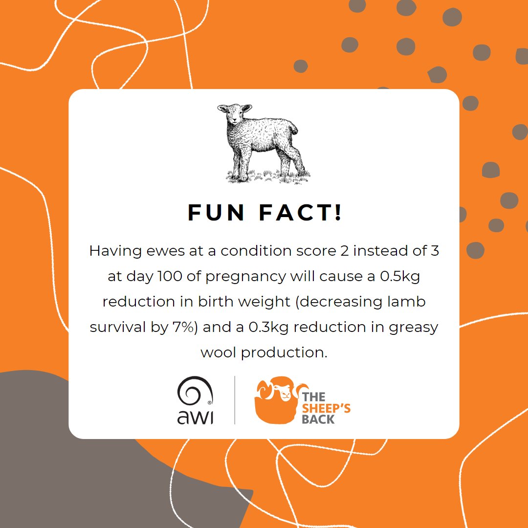 Ewe nutrition during pregnancy matters! #FridayFacts