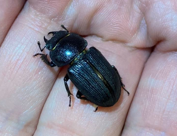 Fourth species of lucanid from my backyard! Dorcus parallelus! I love my little forest oasis in the burbs. #CatchAndRelease #BackyardBugs