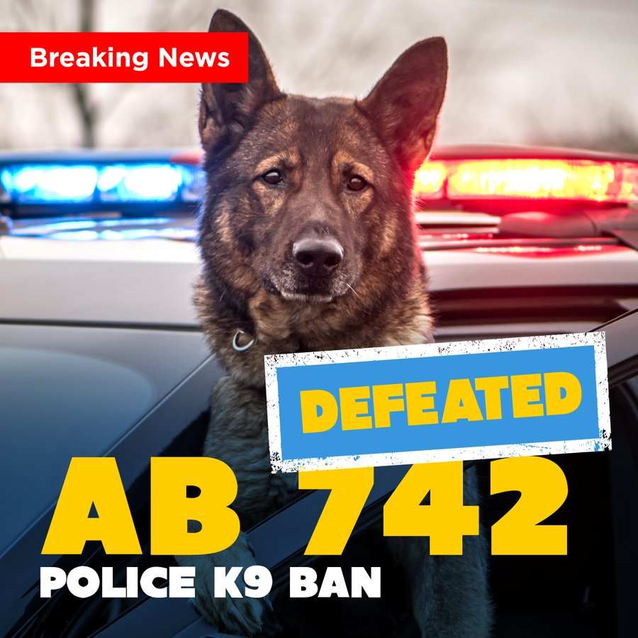 Proposed legislation to prohibit use of police K9s fails
👊AB742 is dead. . . and bitten, and slobbered, and peed on. K9s perform such an important job to have politics messing with it
kusi.com/proposed-legis…
#ThinBlueLine #K9 #dog #WaronDrugs #dogsoftwitter #OPLive #OnPatrolLive