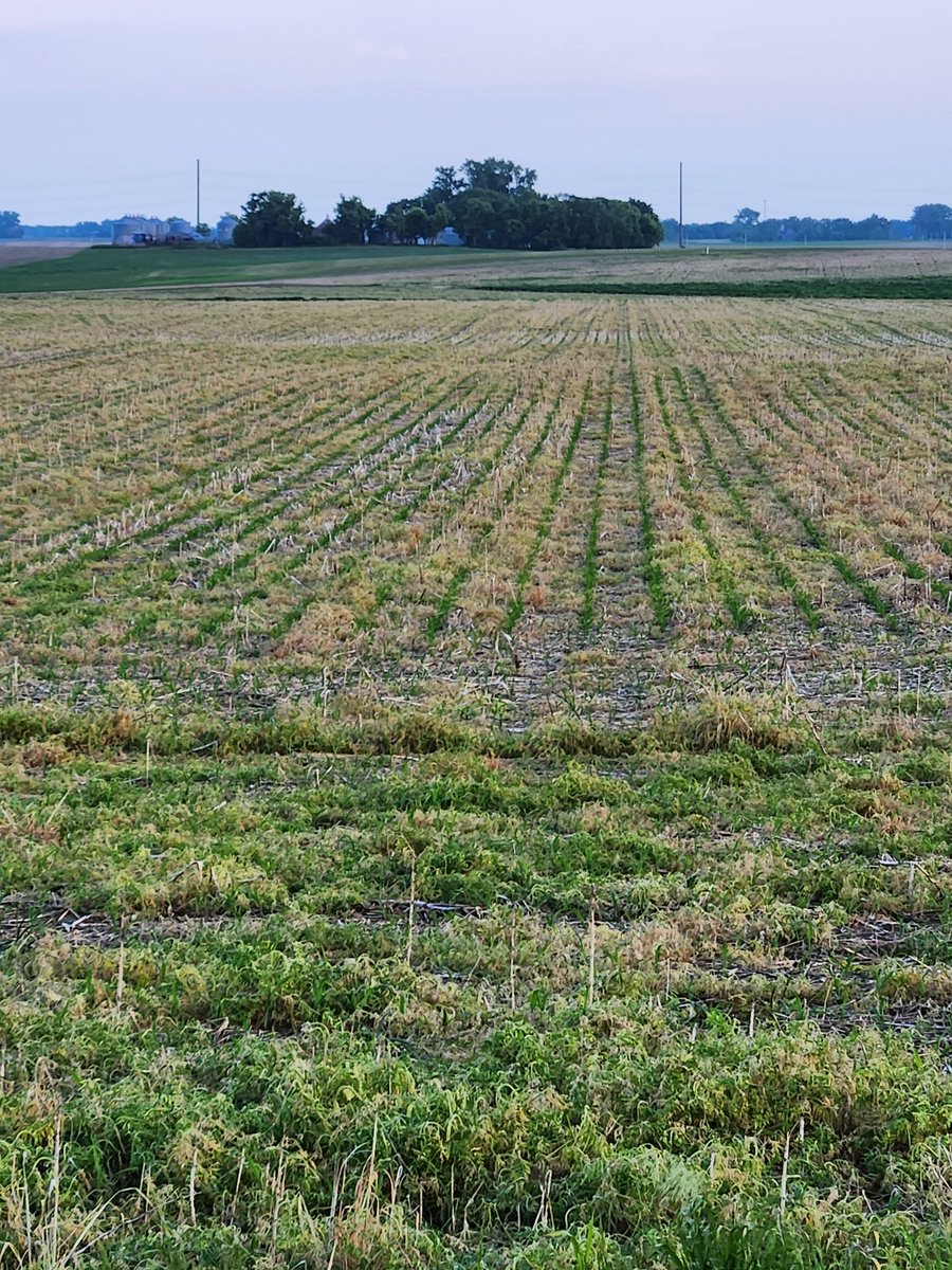 LarryCowing's tweet image. corn breaking through the vetch