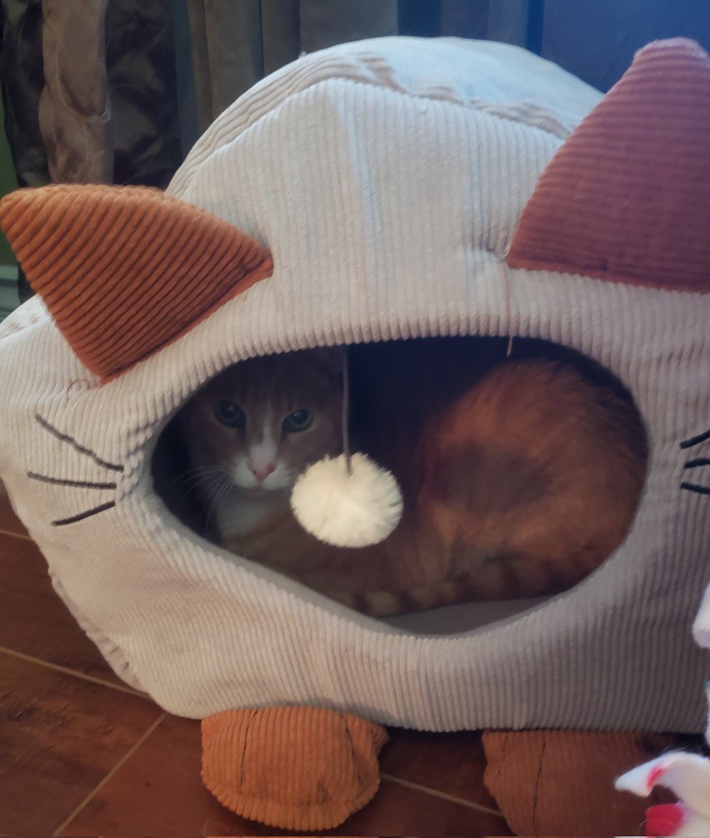 MushKat's tweet photo. Today was my big beautiful boy's 16th birthday.
Happy birthday, LUNCHMEAT!
#Lunchie
#Lunchables https://t.co/CdaqW0tkWn
