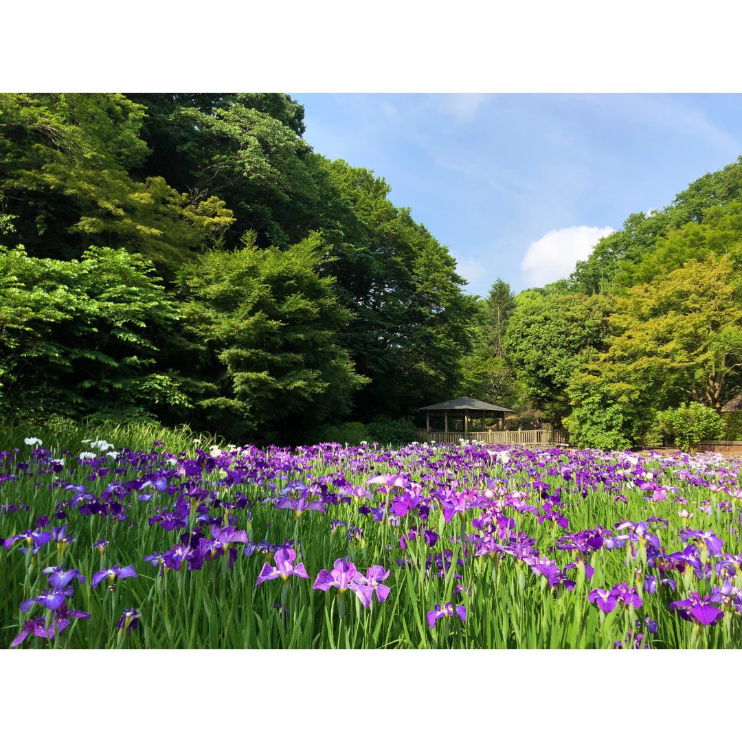 Approximately 2,800 irises bloom at Ikuta Ryokuchi Park in June😄🌹

ดอกไอริสกว่า 2800ต้นที่สวนอิคุตะเรียวคุจิ เริ่มเบ่งบานรอให้ทุกคนไปชมความงามแล้วค่ะ😄🌹

#discoverkawasaki #visitkawasaki #japan #flower 
＃คาวาซากิ ＃ท่องเที่ยว ＃ดอกไม้