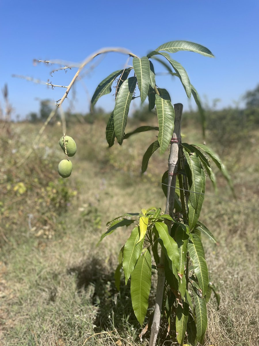 @BaluGorade I planted this a year back & it bore the fruits this year 😊