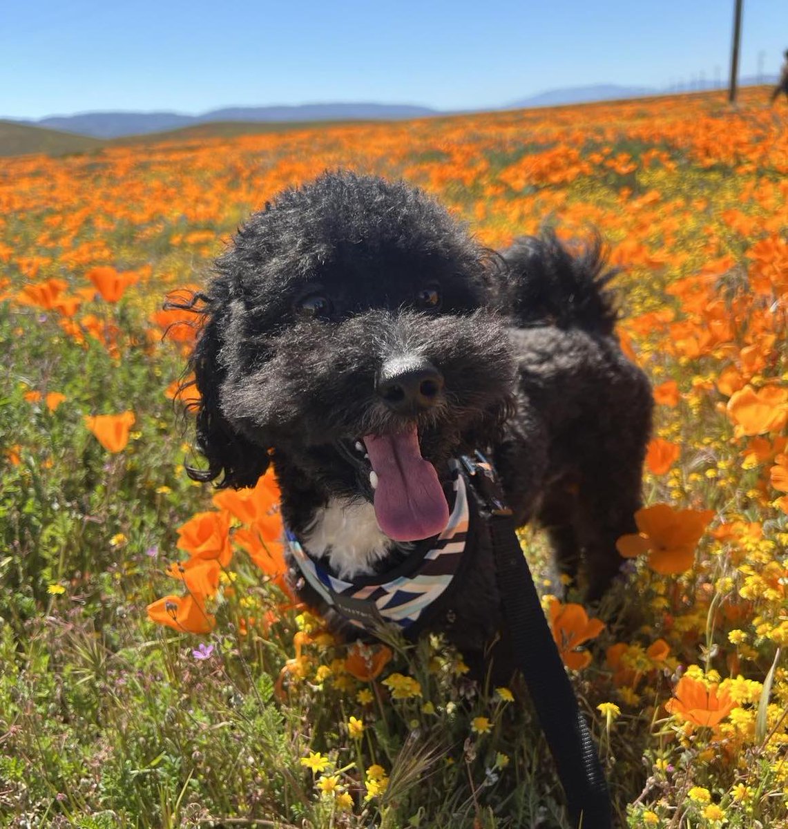 PepperEvent's tweet image. Pepper Events is LIVE and as a hello, we'd like to introduce you to Pepper, himself!
Leave your corporate event planning to the experts at Pepper Events. 
#Corporateevents #eventmarketing #eventplanning