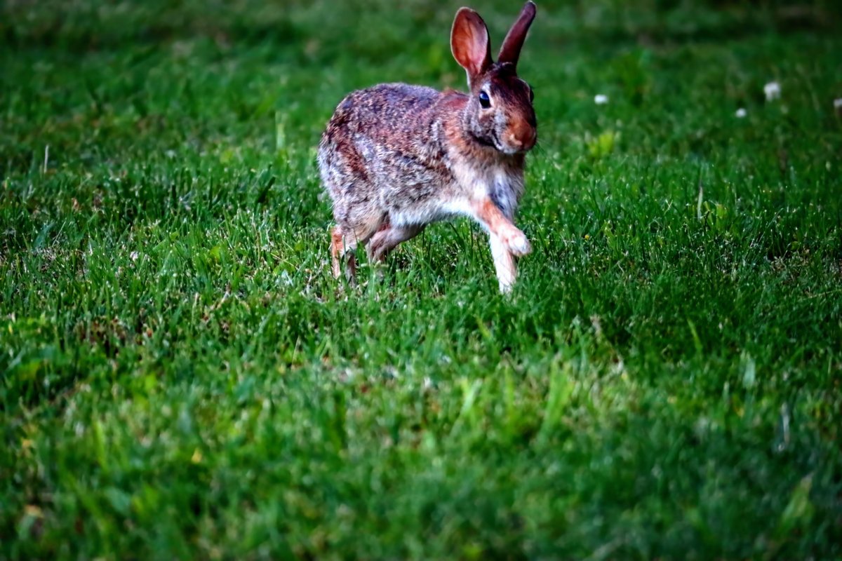 F/6.3, 1/400 sec., ISO6400

#canonphotography  #Canon #canoneosm100 #canoneos #EOS  #m100 #EOSM100 #bunny #rabbit #planetearth #rabbitphotography