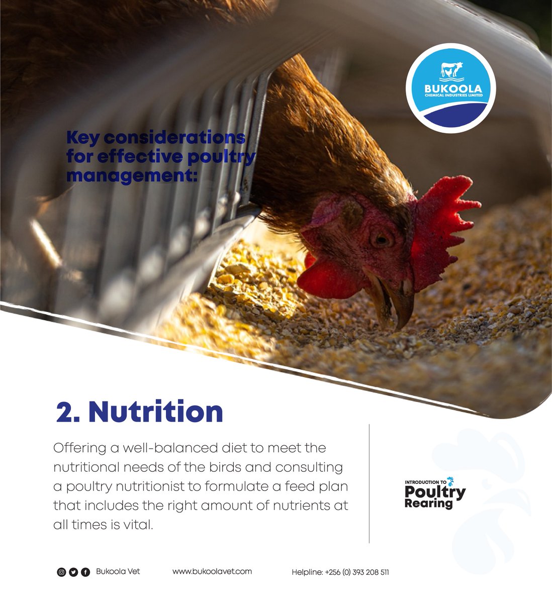 Bukoolavet's tweet image. 2. Nutrition
Offering a well-balanced diet to meet the nutritional needs of the birds and consulting a poultry nutritionist to formulate a feed plan that includes the right amount of nutrients at all times is vital.
#bukoolavet #vetpharmacy #poultrymanagement