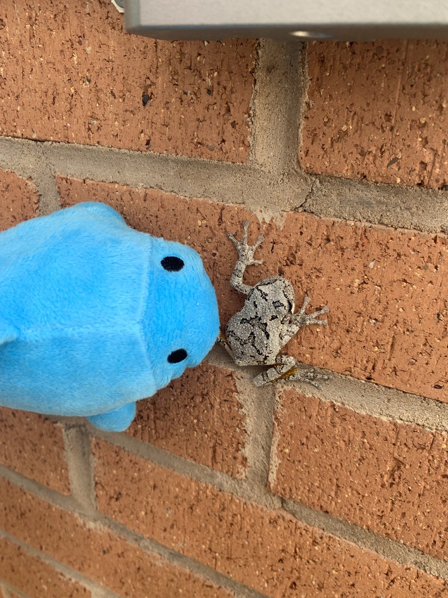 BethSako's tweet photo. Dash and  Mrs Sakoutis were out side River Trail MS today and we found this frog walking up the school wall, do you know what kid of frog it is, Dash wants to know? ⁦@DolvinES⁩ #Adventureswithdash #DolvINcredible https://t.co/OtSrjbEAlQ
