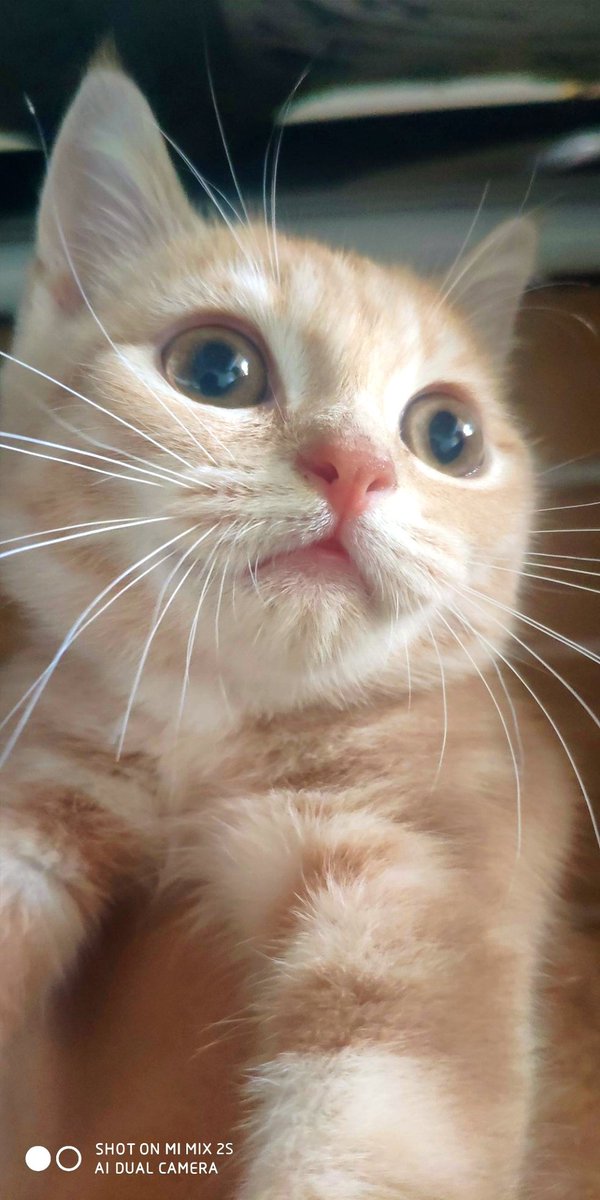 Tudouhero's tweet photo. @babband177 我要在这里放上我家的小猫！ https://t.co/QJmrniaSVf