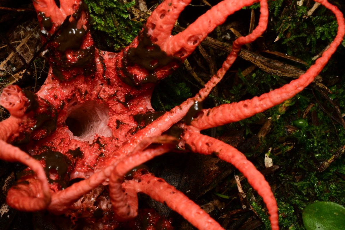 Joey Santore tweet media