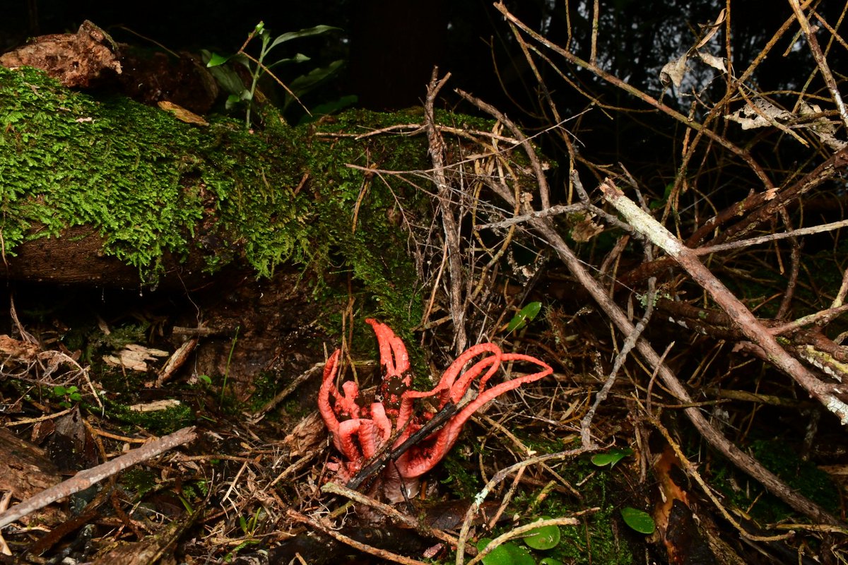 Joey Santore tweet media