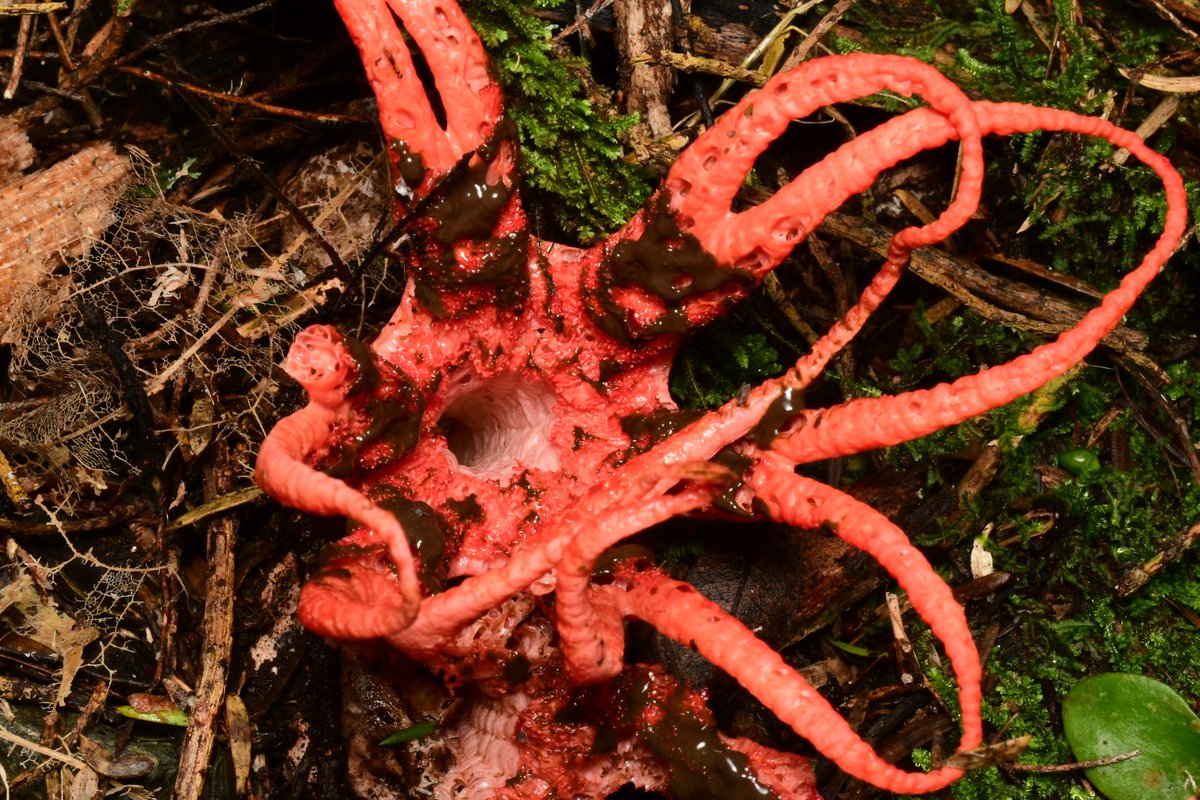 Joey Santore tweet media