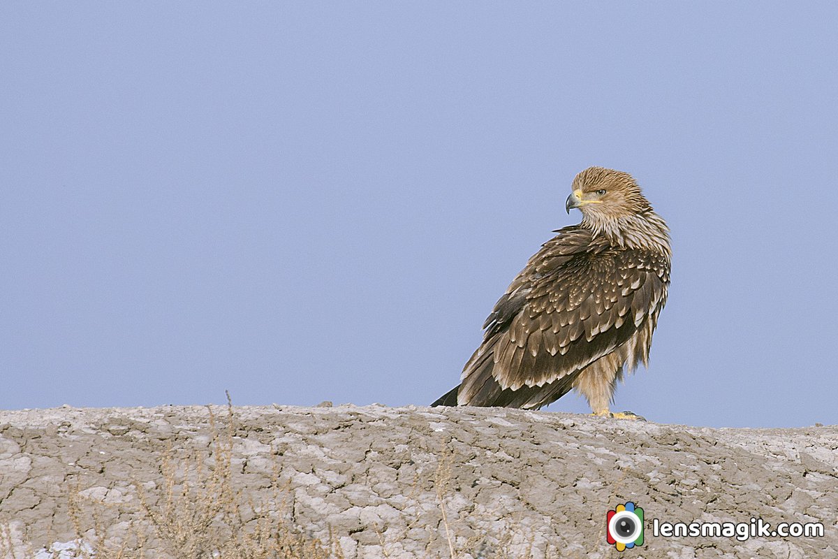 Eastern Imperial Eagle bit.ly/3jUTgTf Eagles of India #easternimperialeagle #eaglesofIndia #raptorsofIndia #migratorybirdsgujarat #birdsofGujarat #littlerannofkutch #lrk #birdsanctuarygujarat #wildlifeGujarat #abouteasternimperialeagle