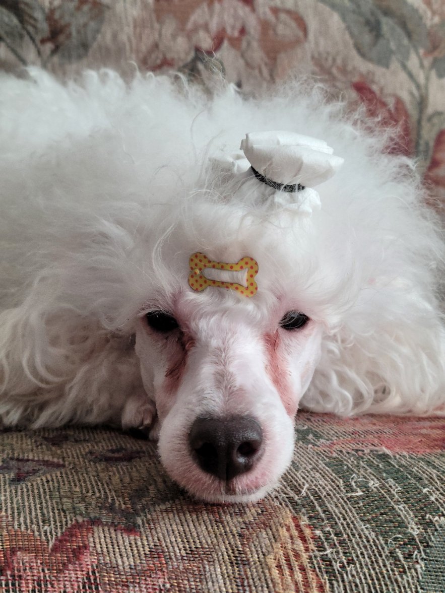 ShumiTommy's tweet photo. @BTSEnterHere 🐩안농 난 토미횽아야 졸리니깐 담에 말하쟈 https://t.co/N2yoZlnBUv