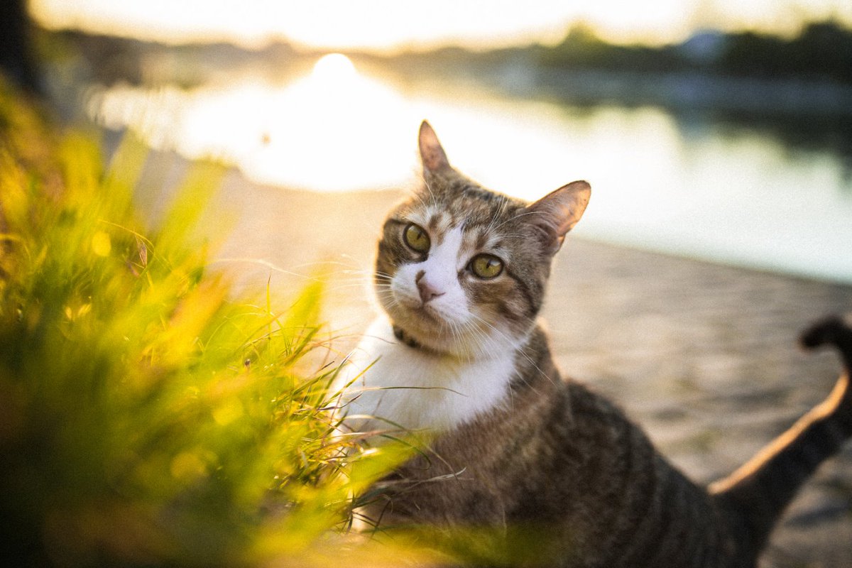 14 Cat Photography Tips for Beautiful Photos dlvr.it/Sq1H5N