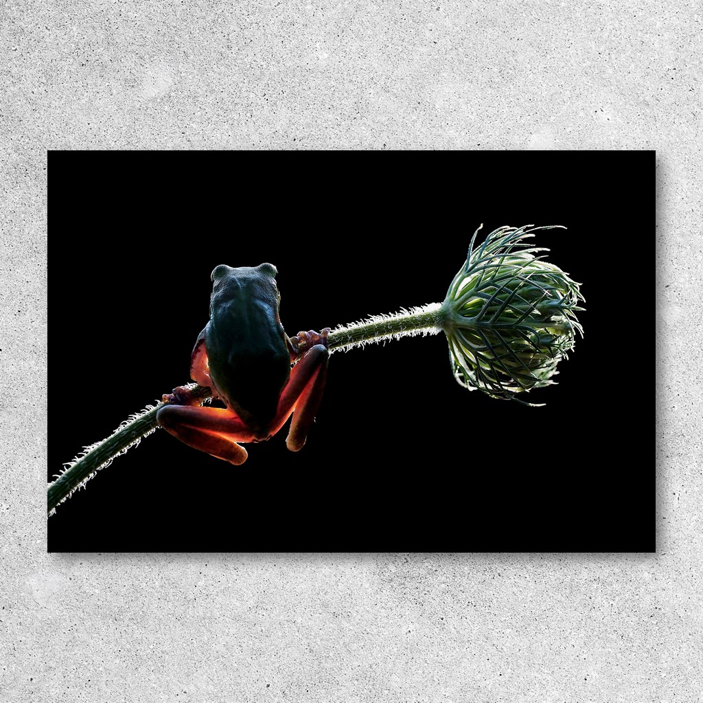 phonifto's tweet photo. Spotlights!

Title: x-ray
By @SS_SavasSener

The title of this photograph is "x-ray".
At the same time, the silhouette of a frog is brought to life with the use of backlight, light penetrates the thin skin of the limbs. The title is very clear to anyone who sees it.

The fine lighting also brings out the texture of the skin on the head well.
The hair-like protrusions on the stem of the flower also come to life and add highlights to the stem.
This makes the image not too painterly and is exquisitely adjusted.

https://t.co/eonqFXPSnm

#NFT #nftphotographer #NFTphoto #NFTart