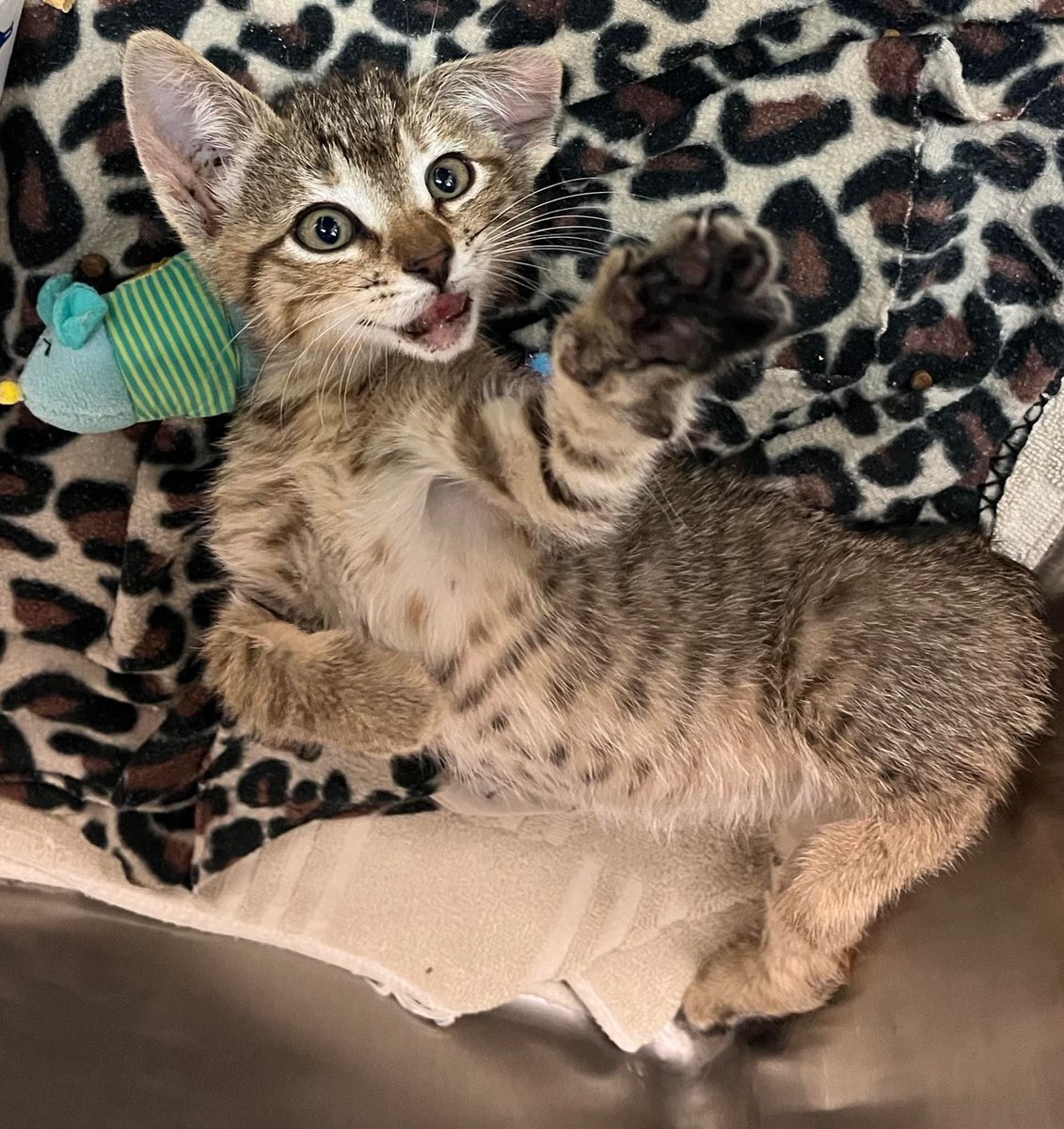 JenniferSALewis's tweet photo. Rescuer alexis Bell needs help t
For foster kitten Phoebe: hit by a car and has a broken leg, fractured jaw &amp; degloved chin. 
Donations
 Call Animal Medical Center under Brandi Little 601-264-5785
Venmo @alexis-Bell-0 
Cashapp $whiskersandmittens 
Paypal thewickedsage0@gmail.com https://t.co/8KGyG16o4z