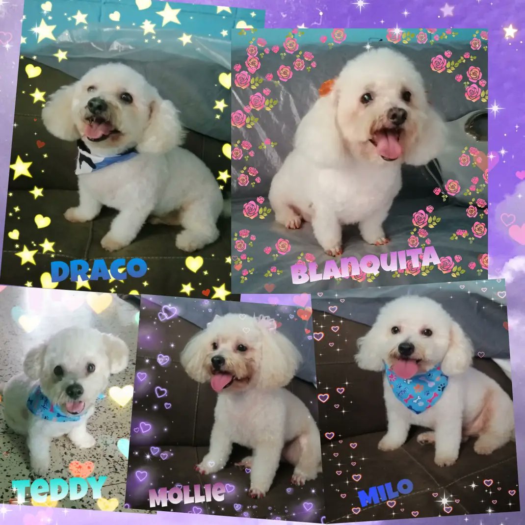 SofiaFiguevel's tweet photo. Amores míos de mi ♥️✨✨✨ #losmasguapos 🤭 https://t.co/JDNNnpyGYO