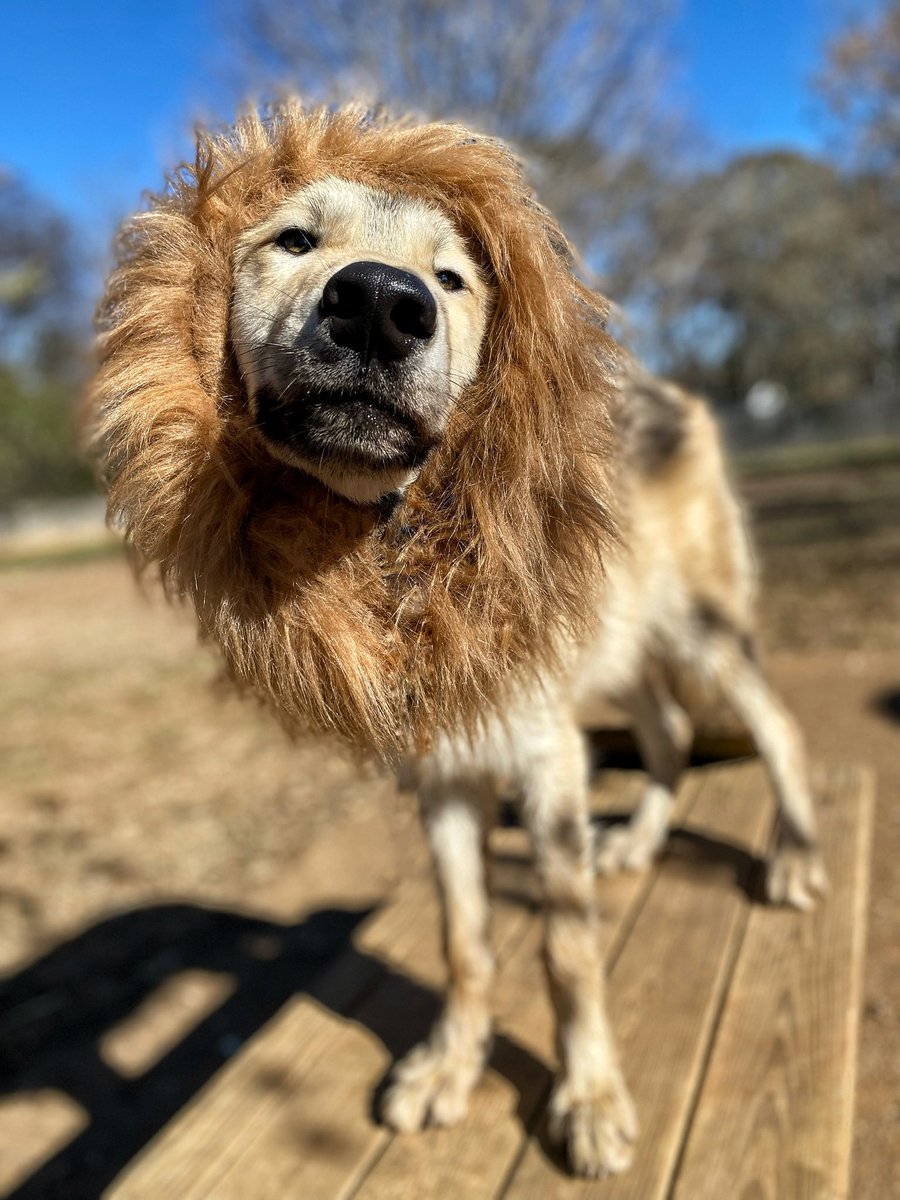 ARHyndman's tweet photo. @hankgreen I don’t have a cat but I do have a dog wearing a Lion mane…? https://t.co/87KQI3IXXo