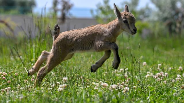 Mehmetçiğin bulduğu yaban keçisi yavrusuna Halep keçisi süt annelik yapıyor✨

📍Hakkari'nin Irak sınırında görev yapan Mehmetçik, dağlık alanda göbek bağı bile düşmemiş yaban keçisi yavrusunu aç ve bitkin halde buldu.

DKMP ekiplerimize haber veren askerler, sütle besledikleri