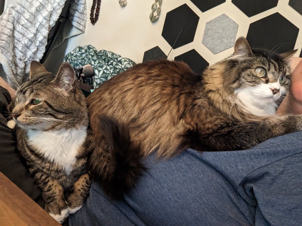 commanderkirk_'s tweet photo. @hankgreen Double cat cuddles https://t.co/kP2J3E1ggY