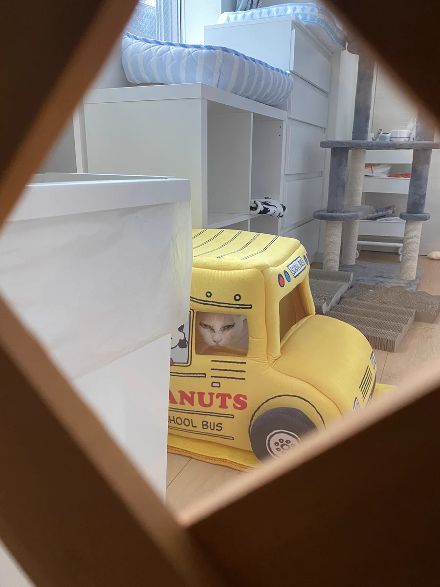 バスの運転手が睨んでくる...。その正体は白い猫ちゃん！