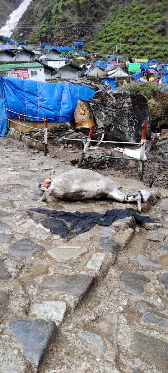 **Disturbing post**
I am currently in Badrinath. 2 days ago while trekking downwards from Kedarnath temple, I witnessed the cruel death of a mule near 'badi linchoyli', whose lungs collapsed under extreme workload, continuous hitting, and low temperatures.