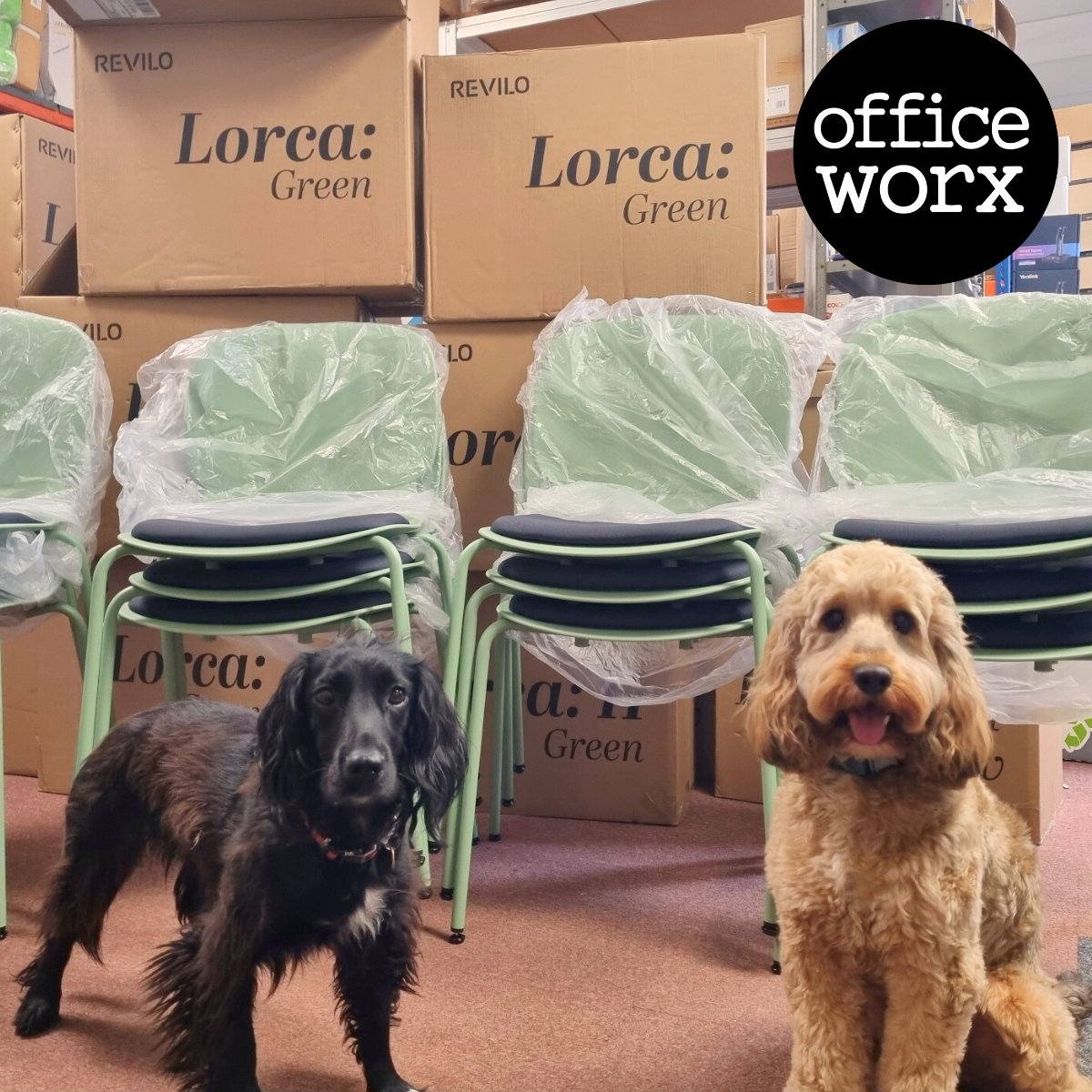 Our customers can't get enough of the Lorca chairs! ⭐️ 

Available in five fantastic colours: green, yellow, coral, white, and black. 

#GlosBiz #OfficeFurniture #ShopLocal #ThinkGloucestershire