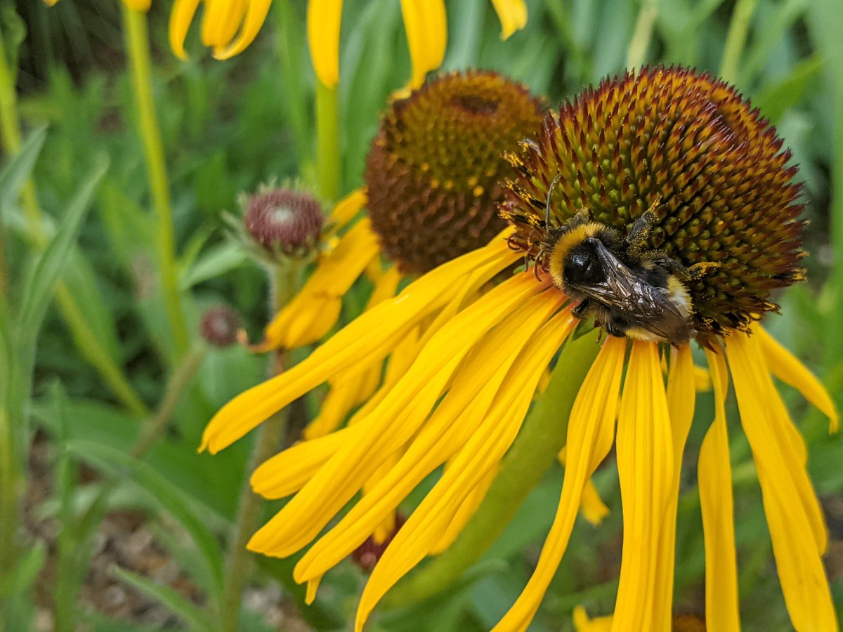 In the Environment Champions Club you can share tips tricks and hacks for living the environmentally friendly way with other local people ♻🌻 #GreatBigGreenWeek facebook.com/groups/environ…