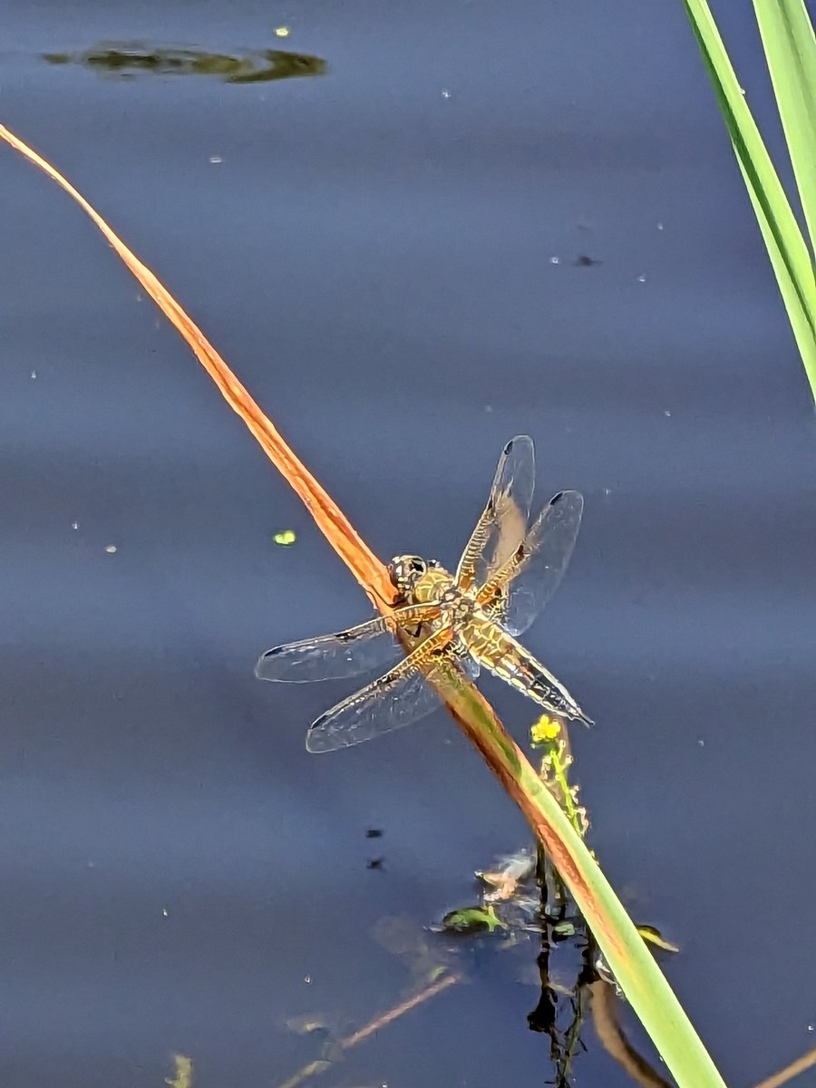Telford Weald yesterday,blue tailed,common damsel,banded demoiselle four spot chaser