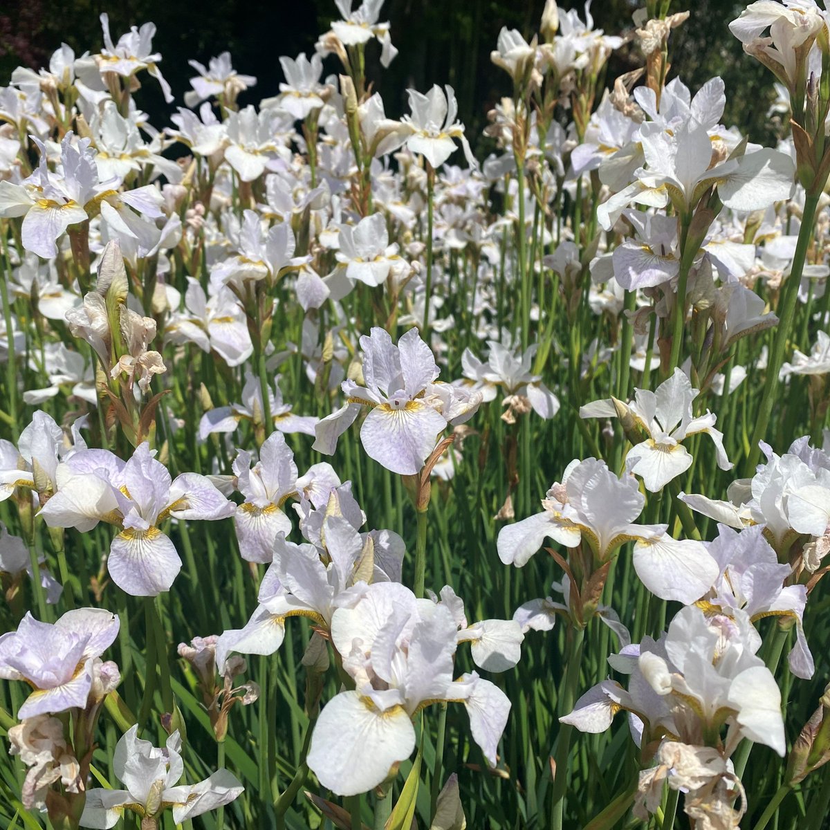 Take a stroll around RHS Garden Wisley to find an array of beautiful irises on display right now. Lots can be found in Oakwood, on the Rock Garden and around the Glasshouse Landscape.

Plan your next visit: rhs.org.uk/wisley

#Iris