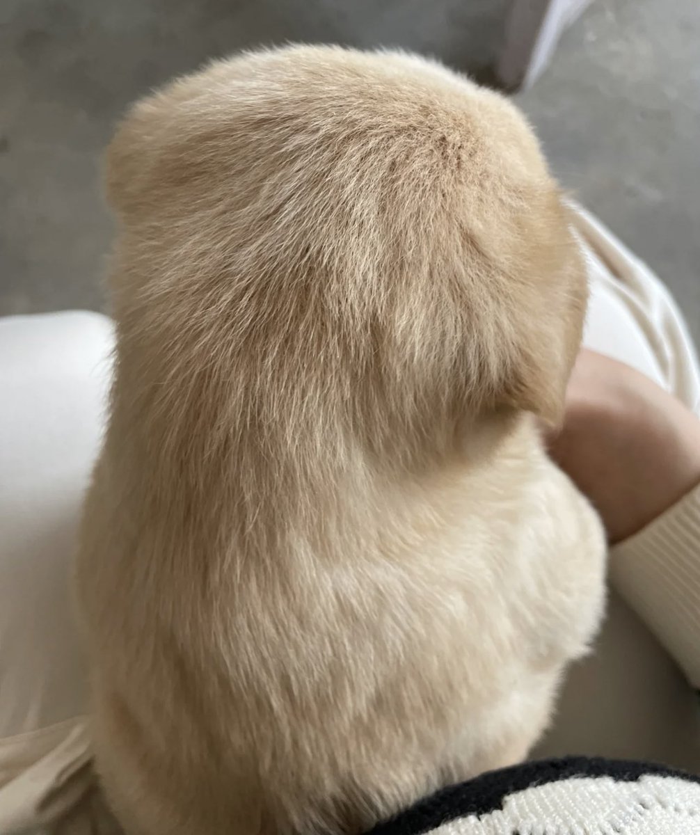 ถ้าเราต้องการที่จะอมหมา