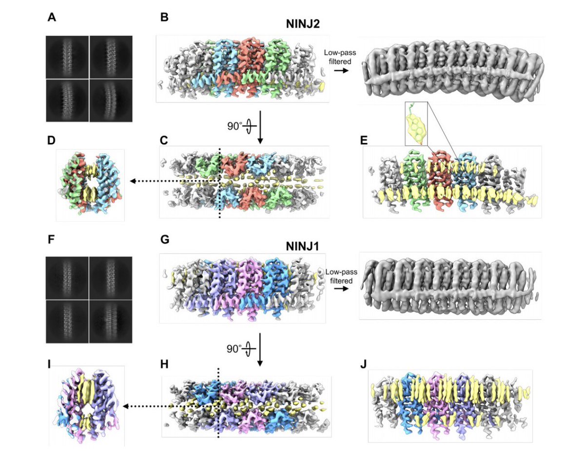 📢 #preprint alert! 🎉 New research on cryoEM structures of NINJ proteins and structural mechanism of PMR is out @bioRxiv from Dailab @CWRUSOM . Thrilled to have contributed, and congratulations to all authors.🌟 #NINJ #PMR #cryoEM #Celldeath 
📚🔬 Check out the full study here👇
