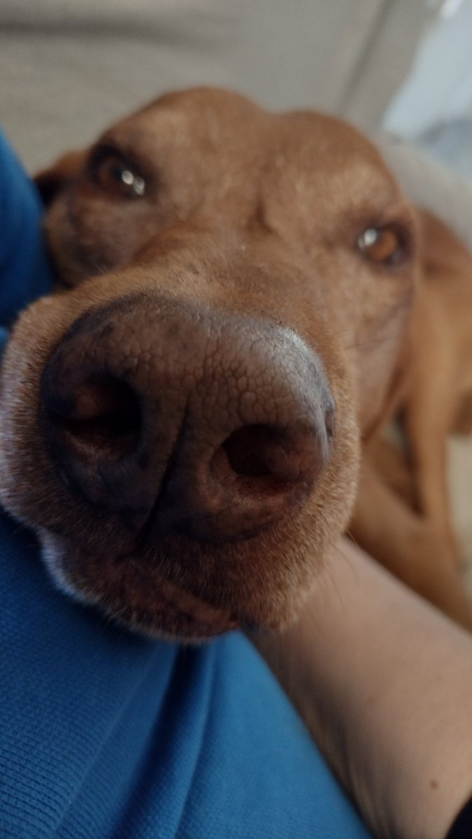 #Relax time, #vizsla