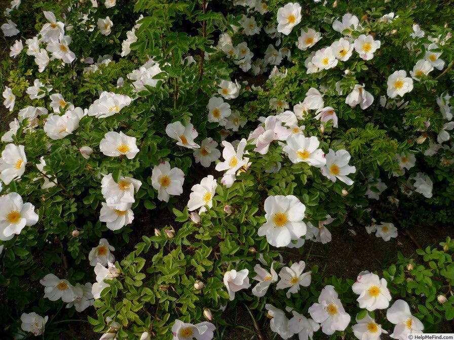 thegardenvsw's tweet photo. And the beautiful white Nevada, which is not a chance seedling but a deliberate cross. [R. moyesii hybrid x La Giralda, 1927] https://t.co/4owN4DxBbw       https://t.co/QdmJYy74Nx https://t.co/8mNtpnfKBi