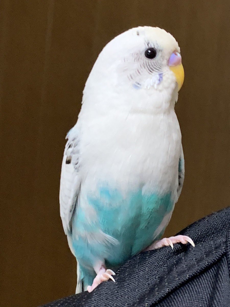 hatsumi_30's tweet photo. 【拡散希望】
インコの飼い主探しています！
もしお心当たりがある方はDMくださいm(._.)m
飼い主さんのもとに何とか帰らせてあげたいです🥲🥲
・発見場所:千葉県船橋市三咲2丁目
・発見日時:2023年6月1日
・特徴:写真参照 https://t.co/3rTICSiT2f