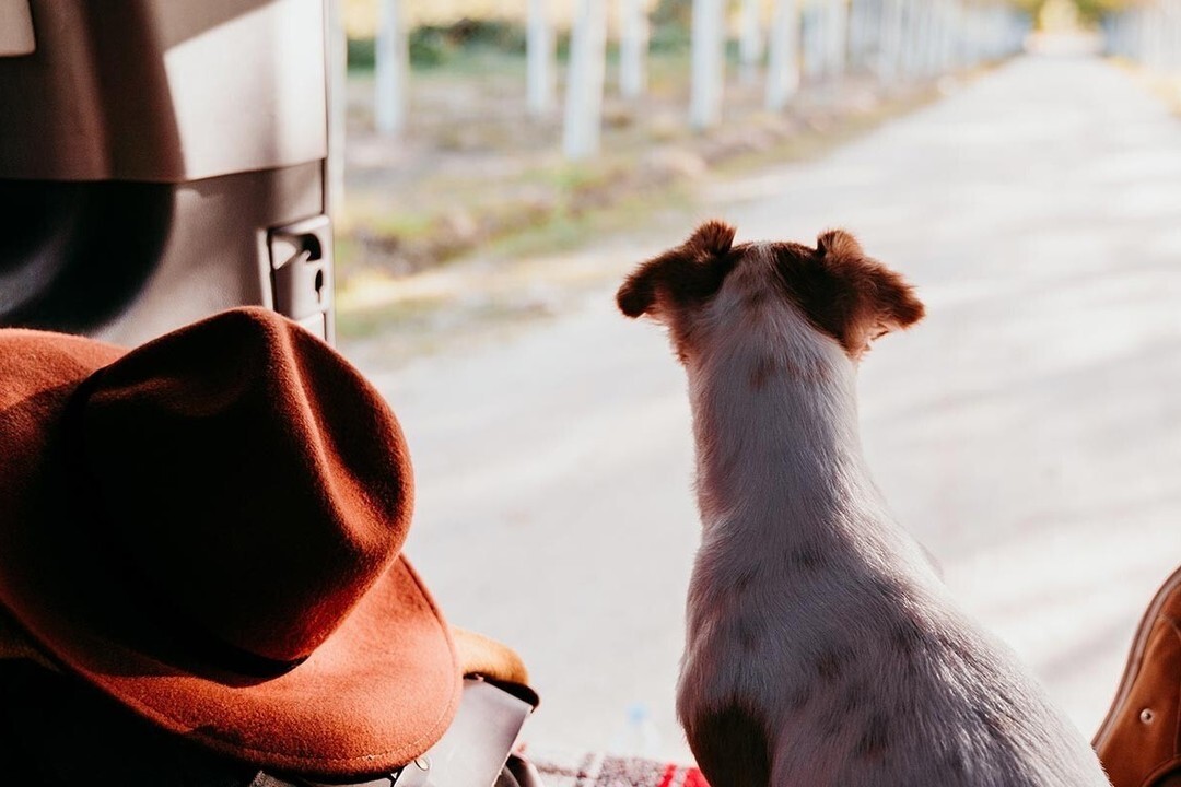 🐾 Calling all dog lovers and adventure seekers! 🚐🐶

At SW Camper Hire, we understand that your furry friends are an important part of your family and deserve to join in on the holiday fun. That's why we're thrilled to offer dog-friendly campervan hire.

bit.ly/2Y05xtp