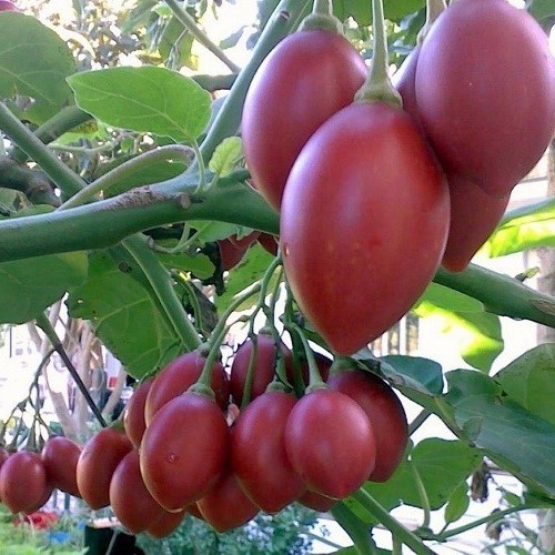 safiorganics's tweet photo. 🌳🍅 Ready to grow tree tomatoes in Kenya? 📚🌱 From seed prep to harvest, we cover it all: seed selection, planting tips, fertilizer application, weeding, plant support, and foliar application. Get ready for a fruitful adventure! #KenyaGardening #TreeTomatoes #GreenThumb https://t.co/0rvBkzN5QZ